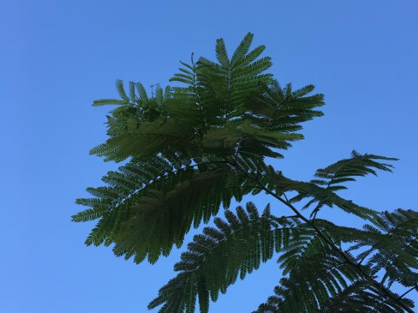 藍天